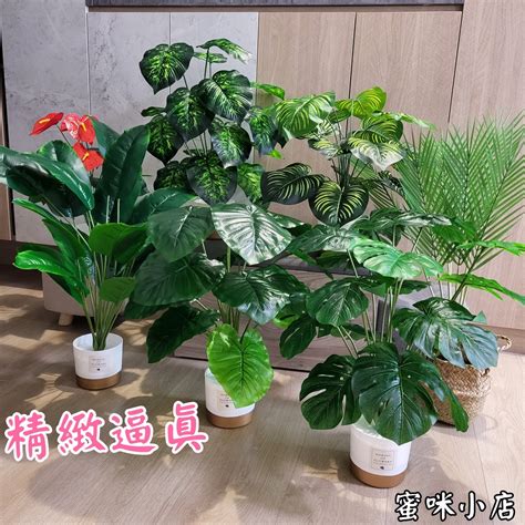 室內假植物|假植物風水：招財還是漏財？